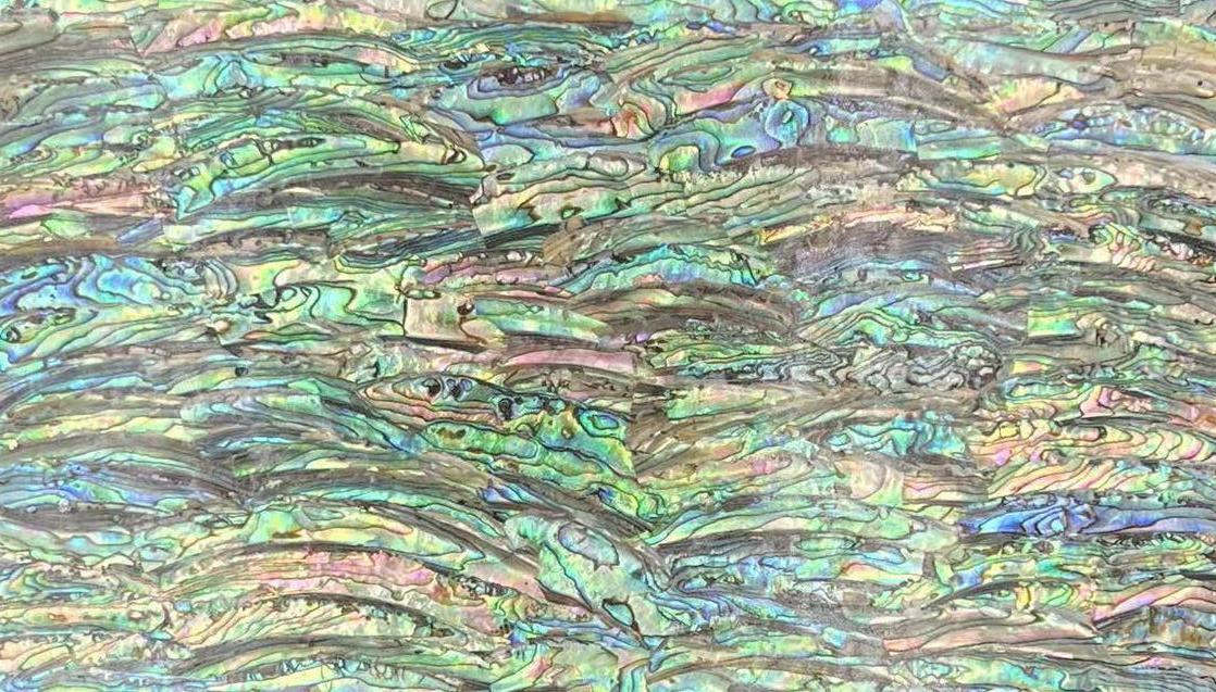 Natural Abalone  Sheet