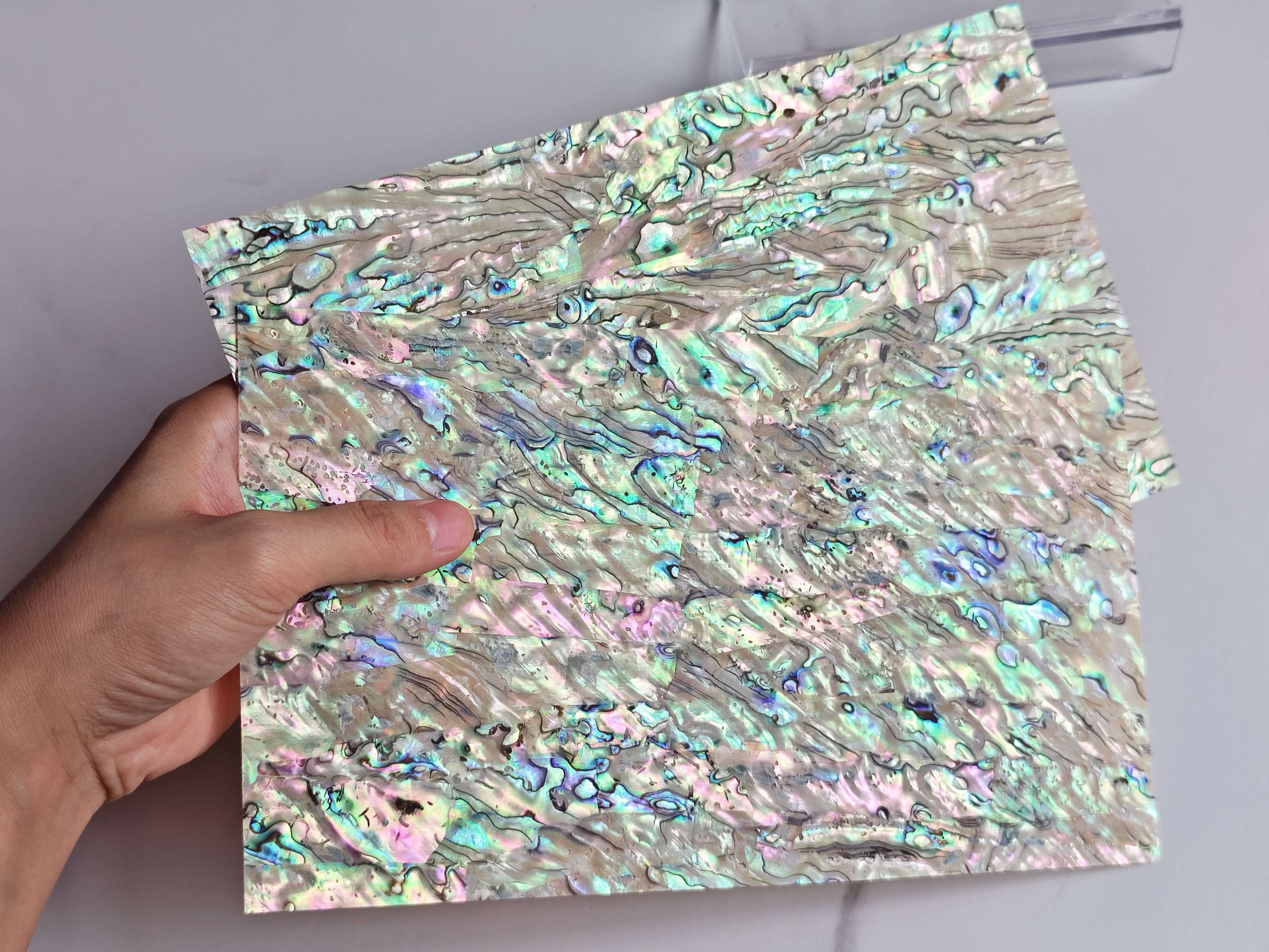 Natural Abalone  Sheet
