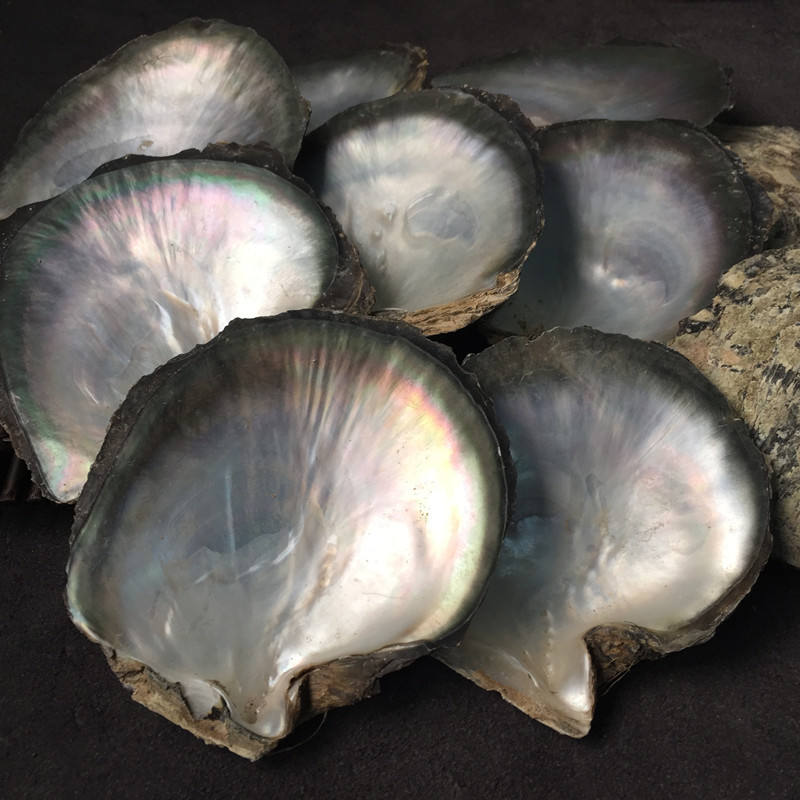 natural shell  material