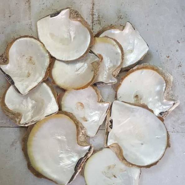 natural shell  material