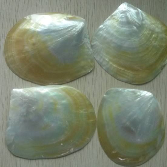 natural shell  material