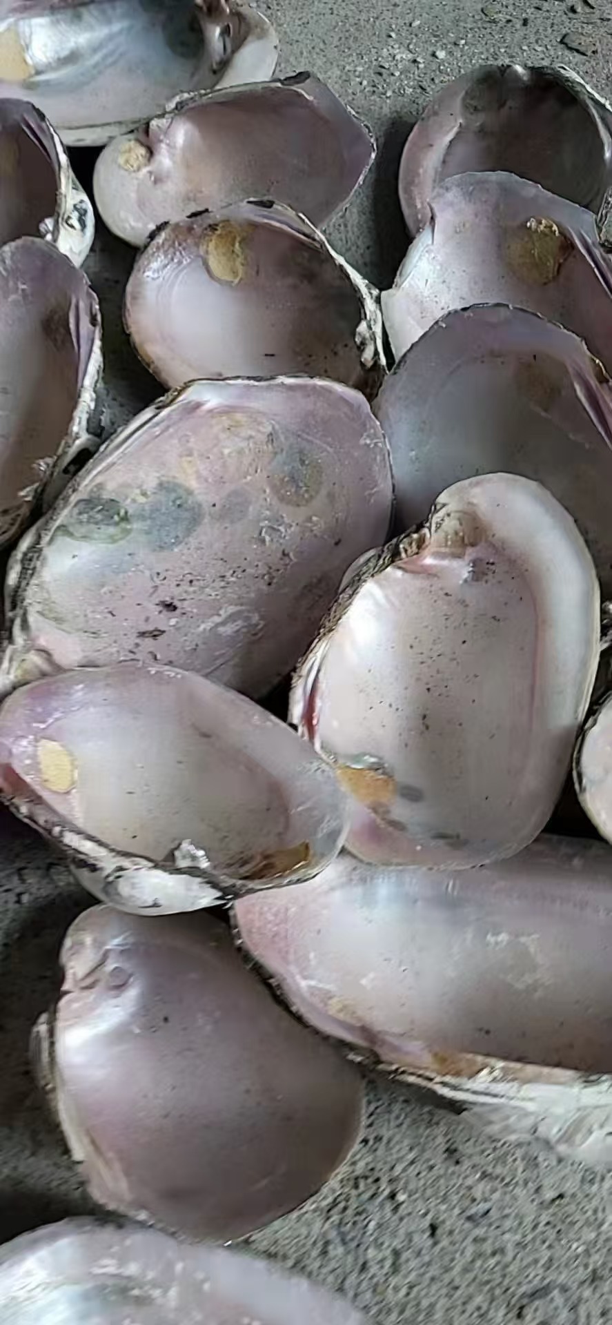 natural shell  material