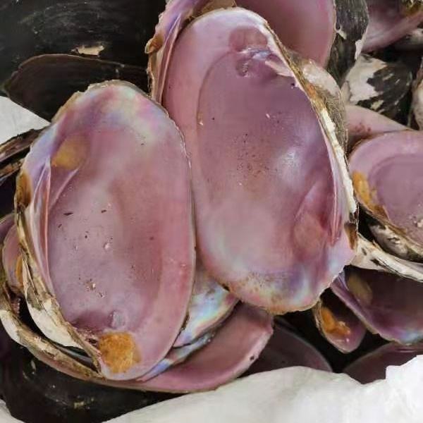 natural shell  material