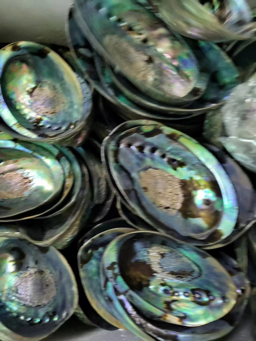 natural shell  material