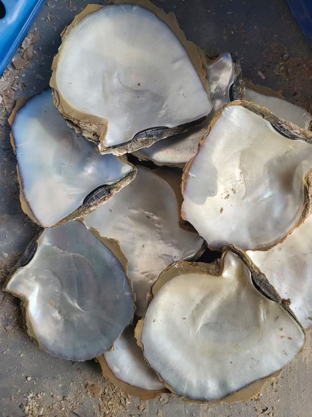 natural shell  material