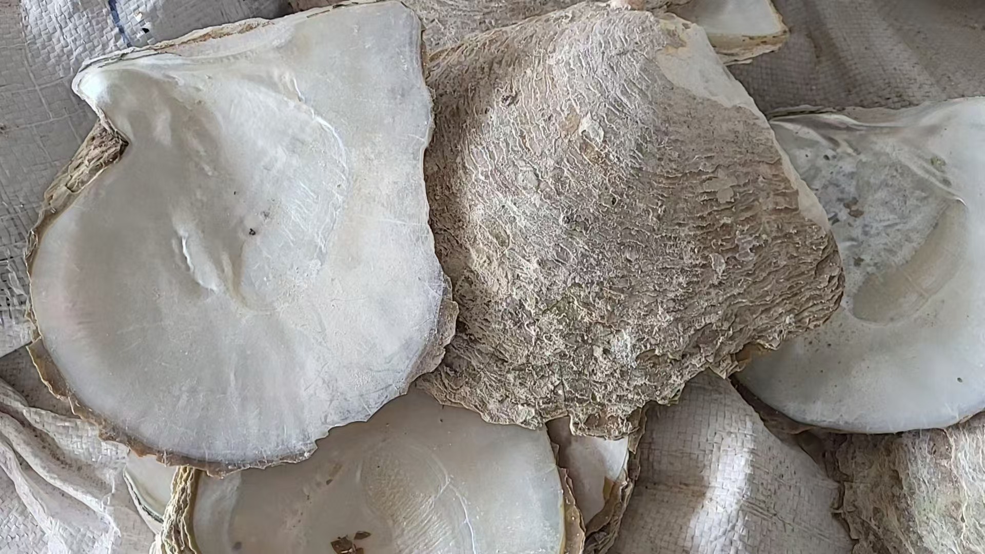 natural shell  material