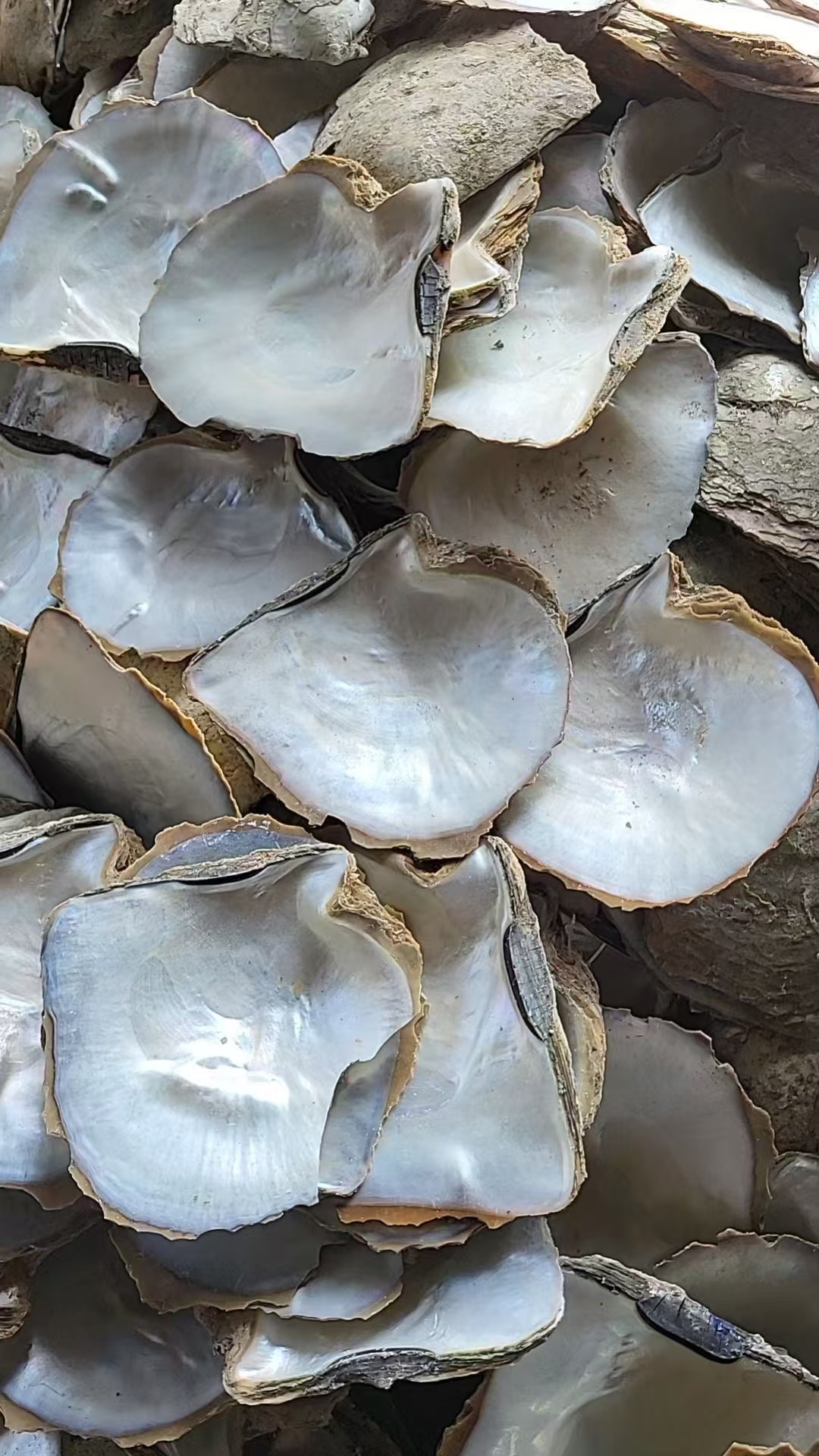 natural shell  material