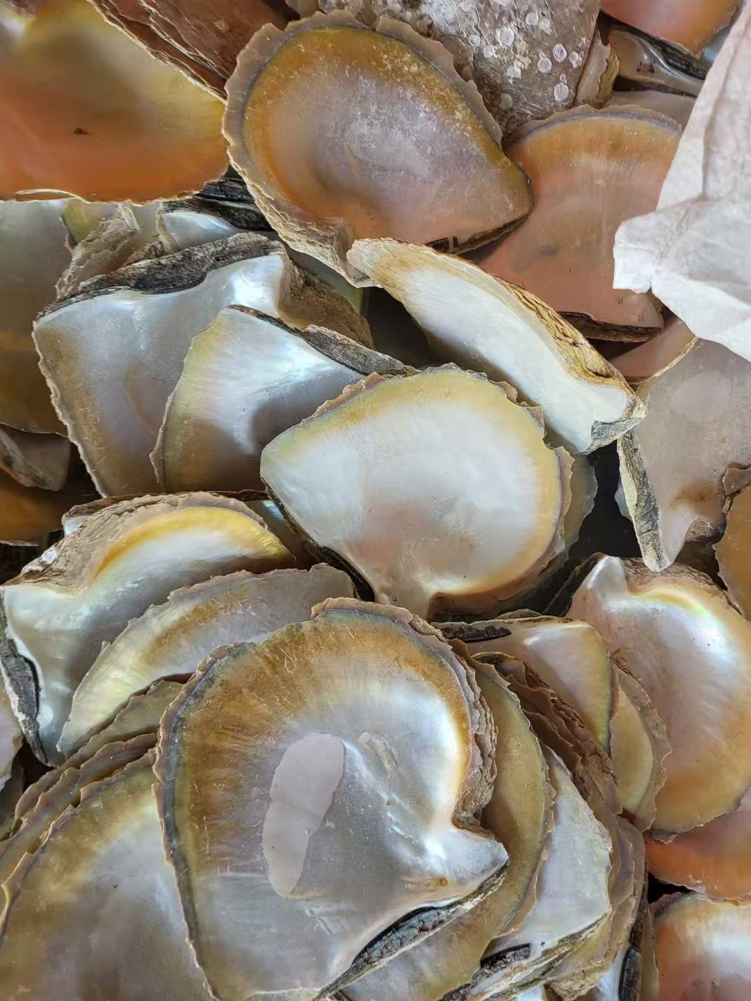 natural shell  material