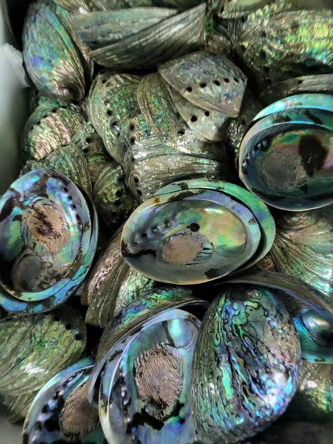 natural shell  material