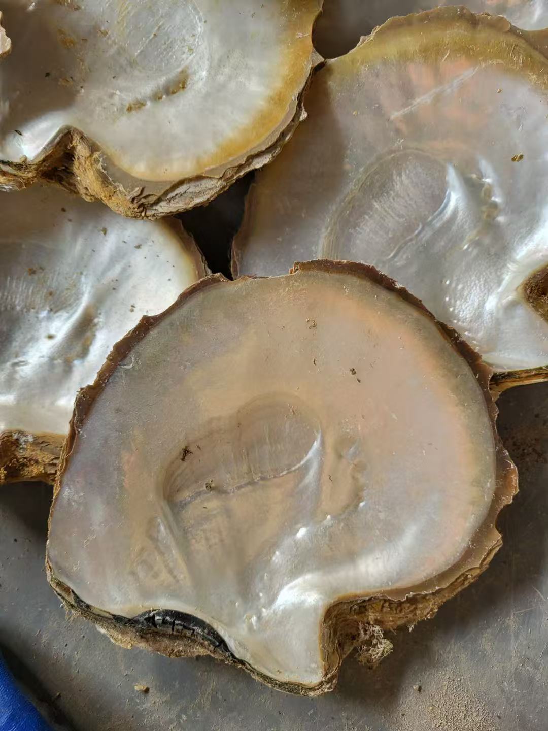 natural shell  material