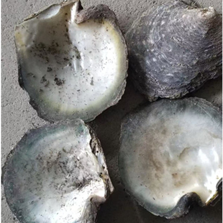 natural shell  material