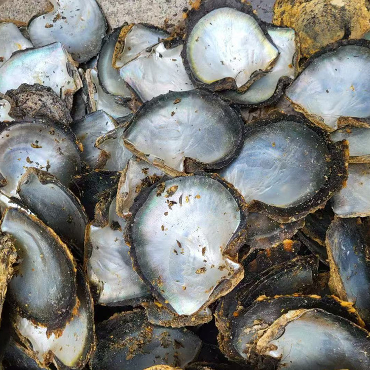 natural shell  material