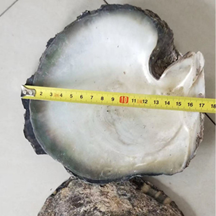 natural shell  material