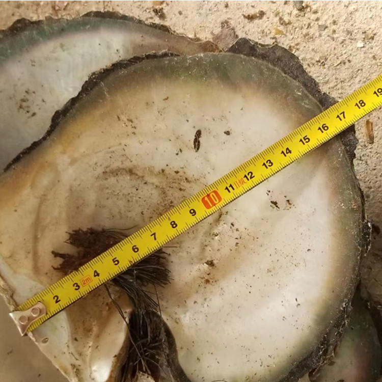 natural shell  material