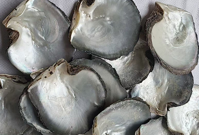 natural shell  material