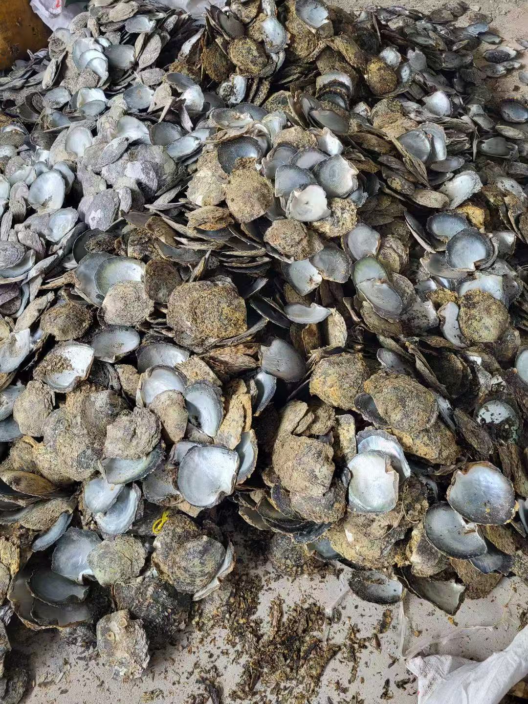 natural shell  material