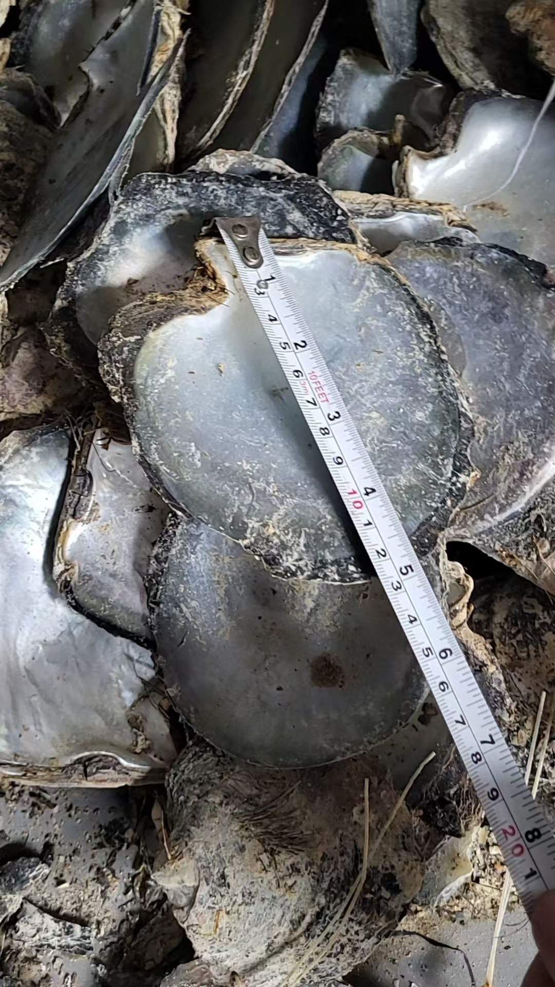 natural shell  material